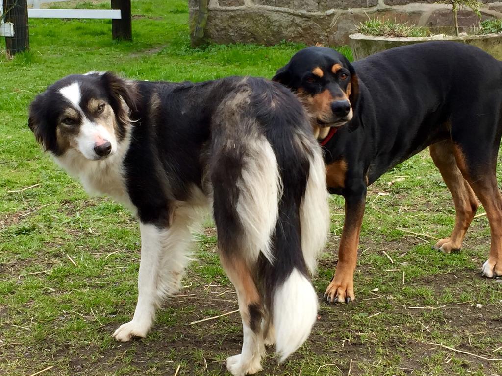 Farm Stay Happy Dogs Ranch Veberöd Exteriér fotografie
